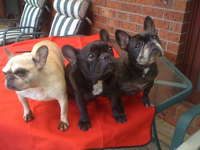 Frenchies
