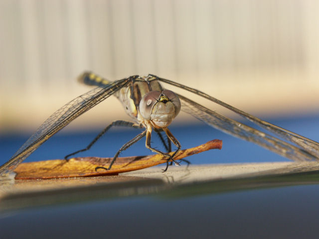 Wildlife